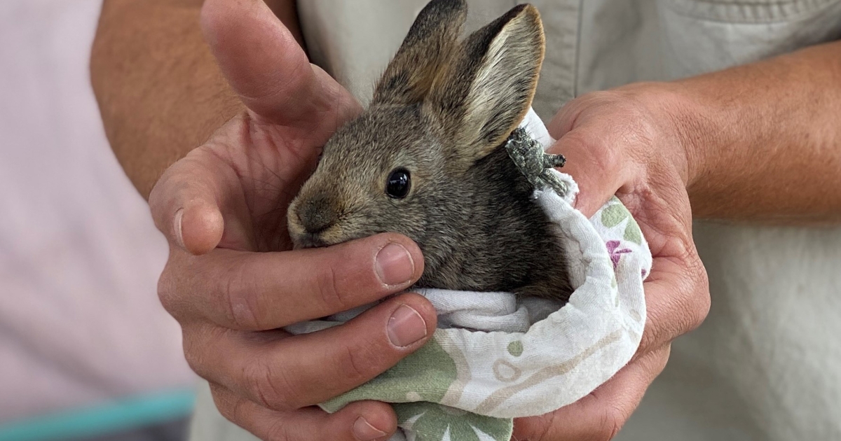 North american hot sale pygmy rabbit